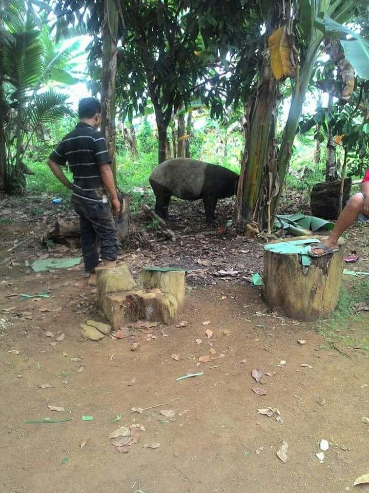 Warga Tebo Temukan Tapir