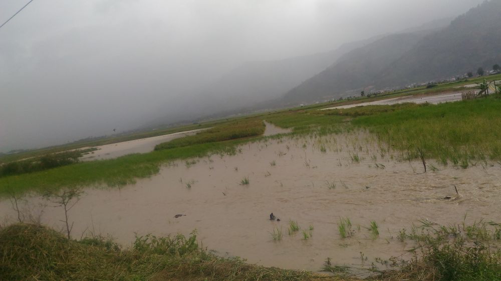 Terendam Banjir, 28 Hektar Sawah Puso