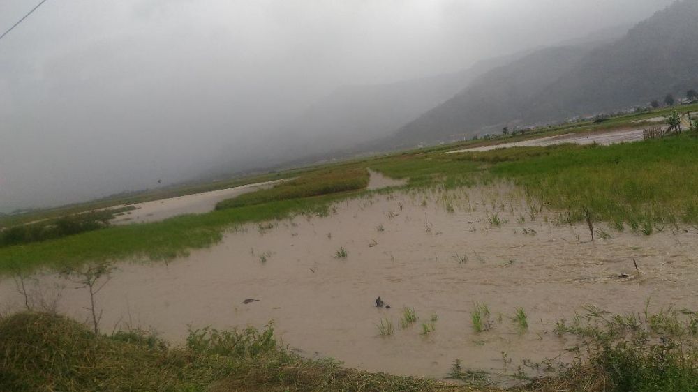 Petani di Sungai Penuh Enggan Gabung Asuransi