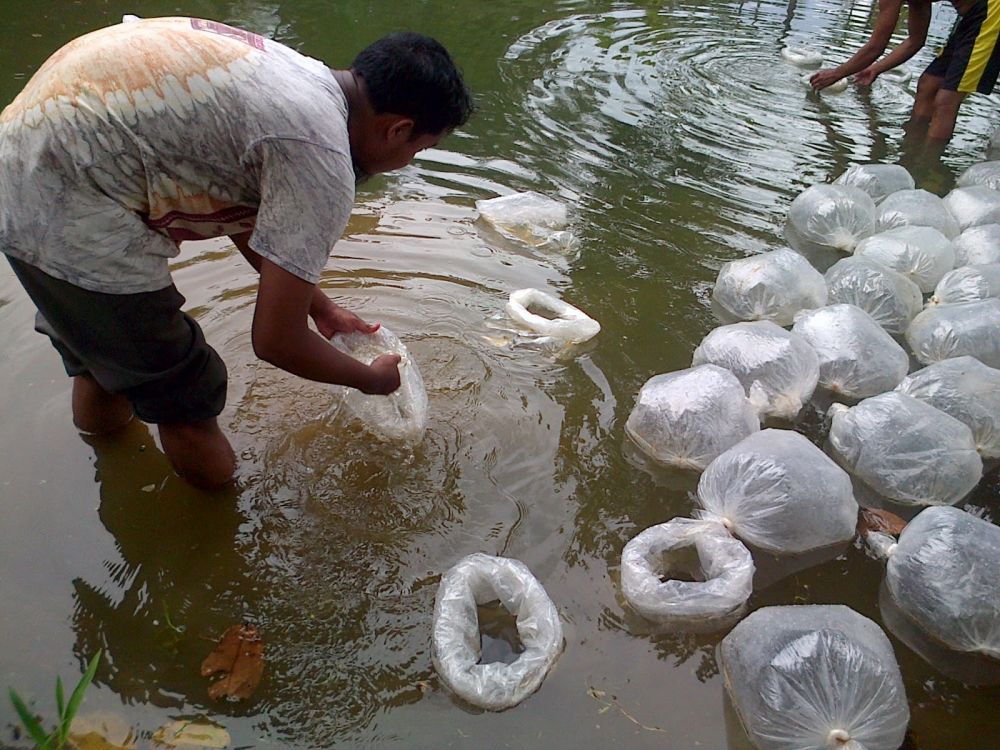 Disbunnakkan Tebo Siapkan 80 Ribu Benih Ikan