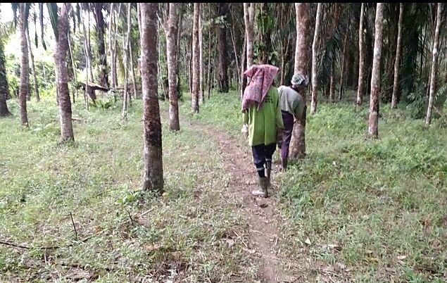 Petani Karet Muaro Jambi Menjerit, Harga Tak Sebanding dengan Harga Bahan Pokok