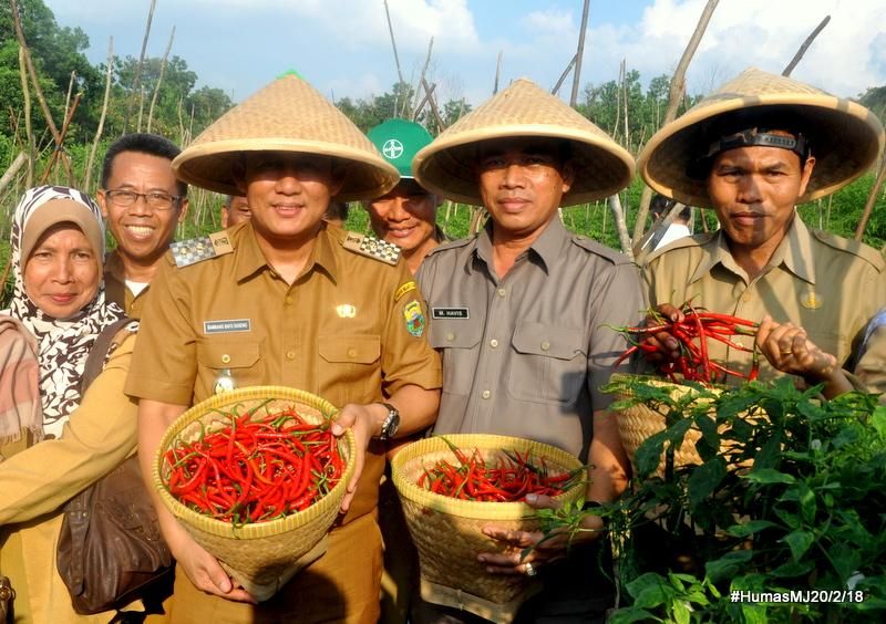 Wabup BBS Panen Cabai Merah di UIN