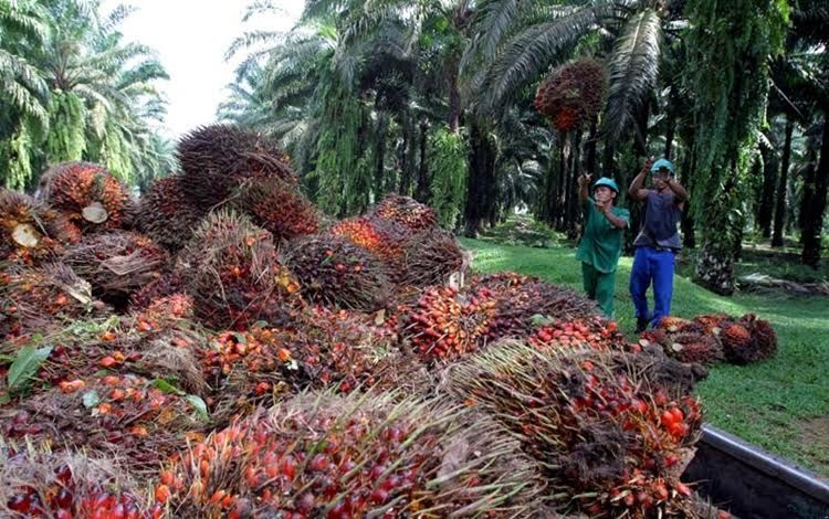 Harga Sawit Naik Produksi Turun