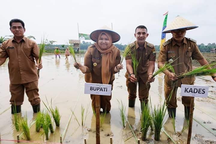 Bupati Tanam Padi Perdana Di Desa Kedotan