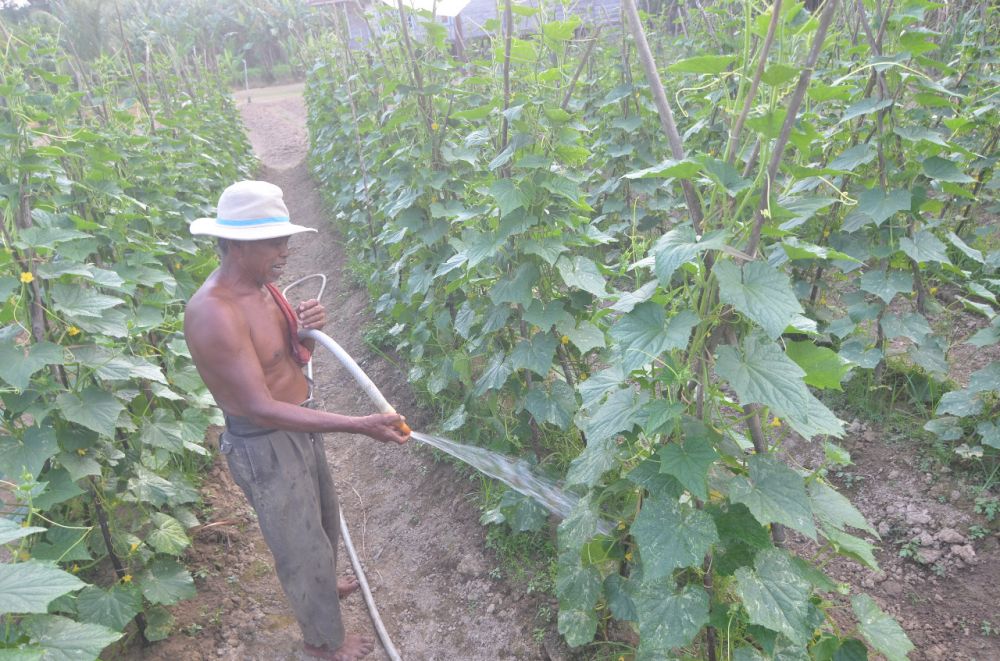 700 Ha Lahan Pertanian Terancam Kekeringan