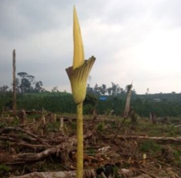 Warga Dusun Tuo Merangin Temukan Bunga Bangkai Setinggi 4 Meter