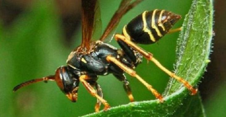 Petani Kulit Manis di Kerinci Tewas Diserang Tawon