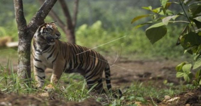 Harimau Sumatera Teror Pekerja Proyek Tol Pekanbaru-Dumai