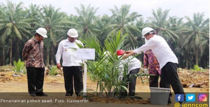 Jepang Sulap Limbah Sawit Indonesia Jadi Energi Terbarukan