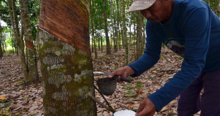 Pabrik Karet Tak Boleh Tutup, Pemprov Jambi Beri Keringanan Pinjaman Dana