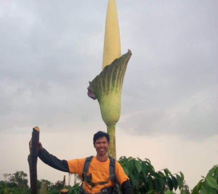 Kembali Mekar, Bunga Bangkai Setinggi 4 Meter di Kecamatan Lembah Masurai