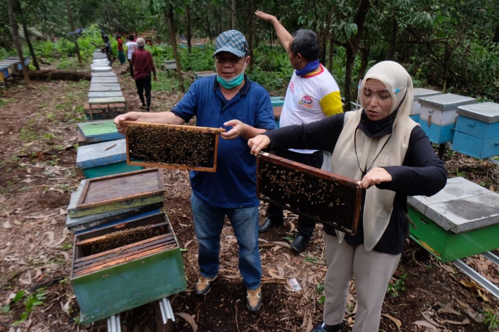 Ratu Kunjungi Lokasi Budidaya Madu di Danau Lamo