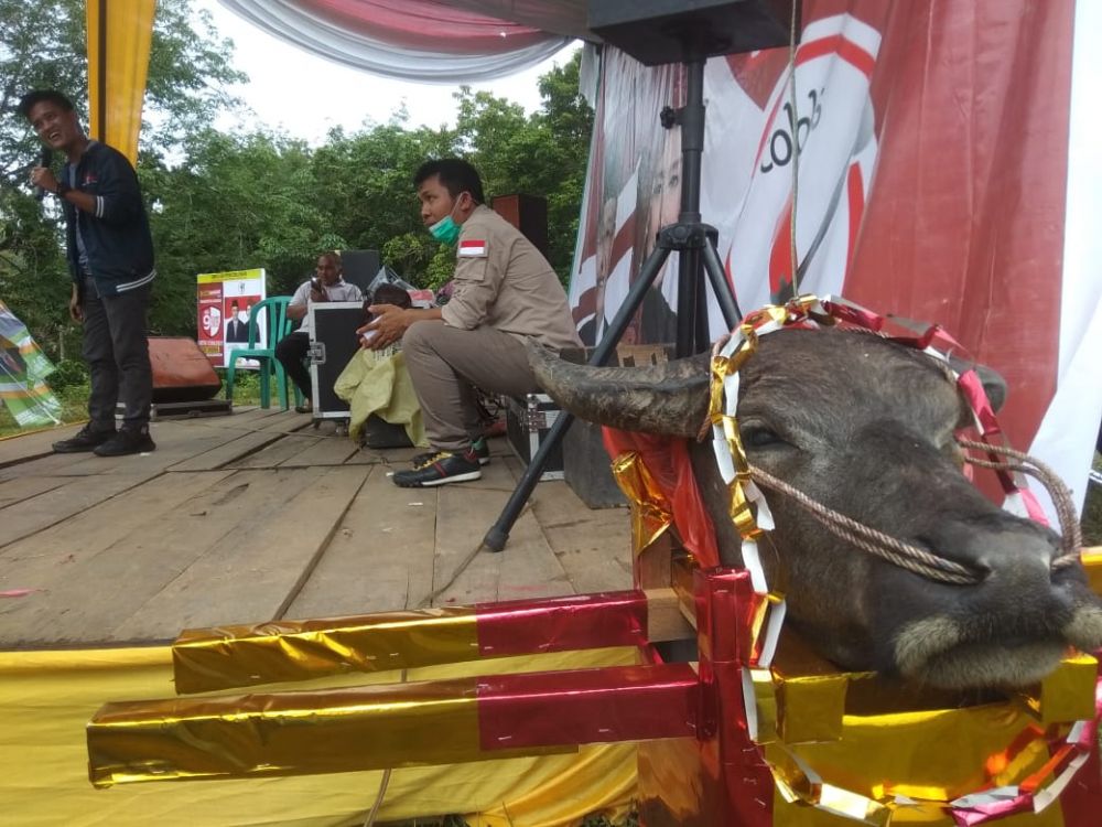 Komitmen Dukung CE-Ratu, Warga Lubuk Landai Sembelih Kerbau