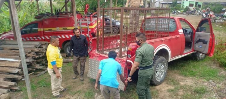 Harimau Berkeliaran di Ladang, Warga Selampaung Kerinci Resah