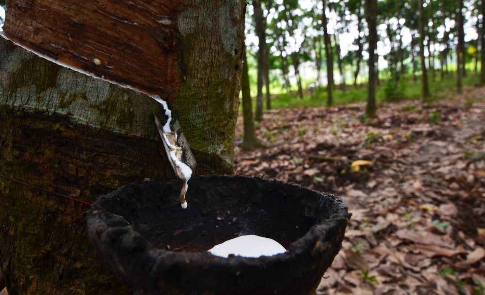 Karet Jambi Mulai Hilirisasi, Mulai Produksi Sendal Jepit