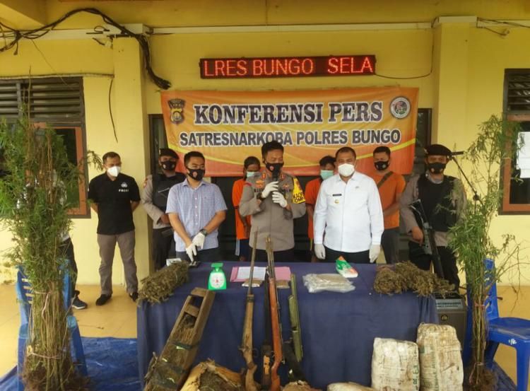 Polres Bungo Temukan 3 Hektare Ladang Ganja