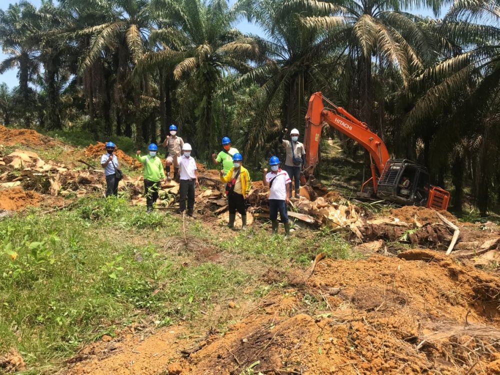 Tumbang Perdana KUD Manunggal Jaya Menandai Regenerasi Sawit di Merlung