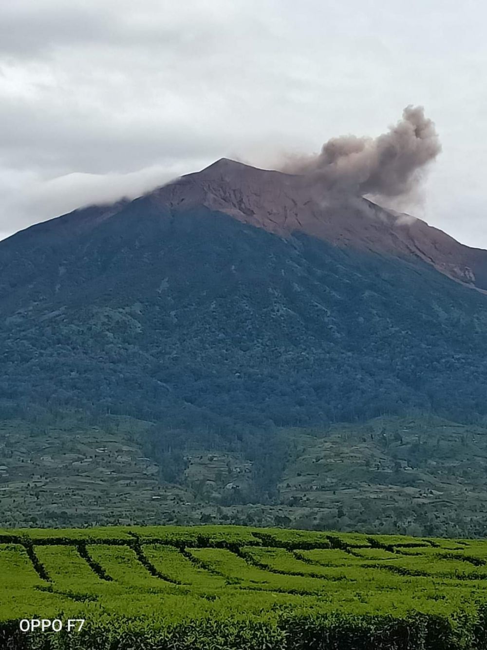 Selama Pendakian Distop, Ilegal Logging di Gunung Kerinci Semakin Bebas