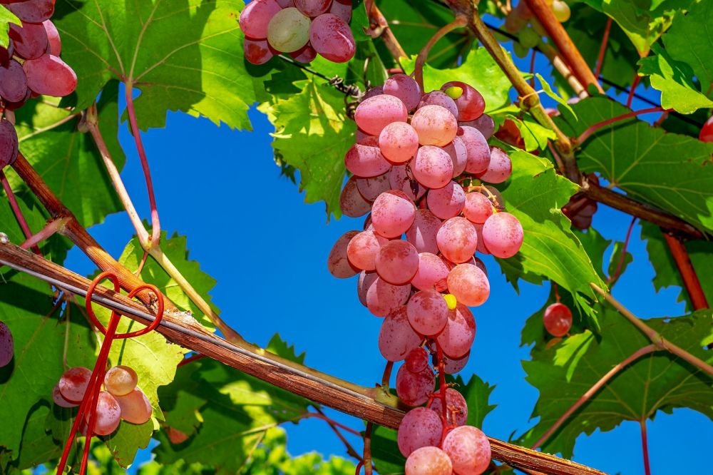 6 Jenis Buah dan Sayur Paling Kotor, Banyak Pestisida