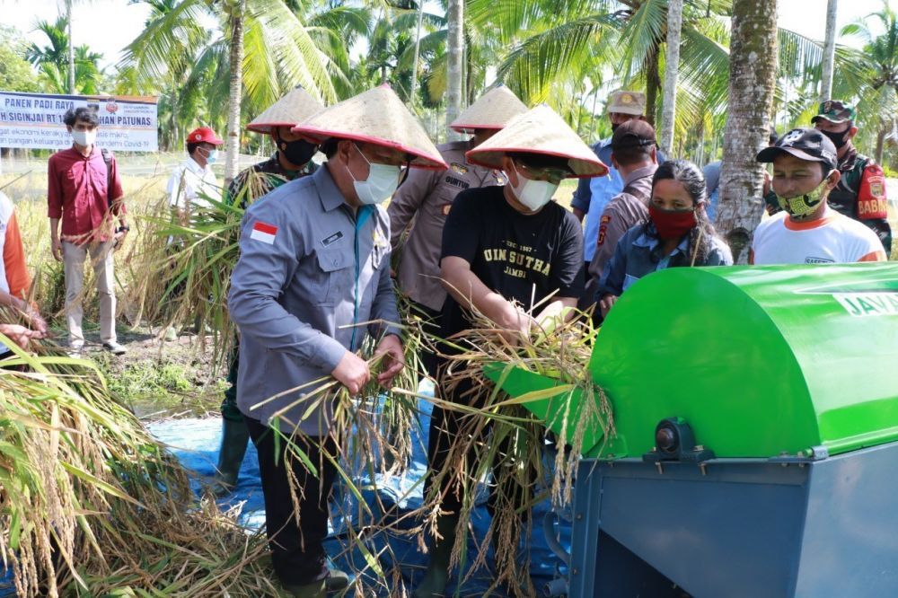 Bupati Tanjabbar Panen Padi Raya di Kampung Siginjai