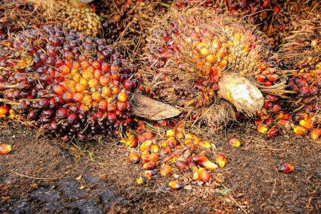 Industri Sawit Tekan Angka Kemiskinan