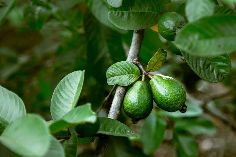 Suka Masuk Angin dan Punya Penyakit Maag, Usir dengan Minum Air Rebusan Jambu Biji