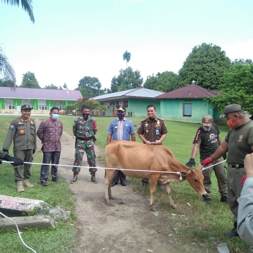 24 Ekor Kambing Dan 6 Ekor Sapi Tertangkap Dalam Razia Pol PP Tebo