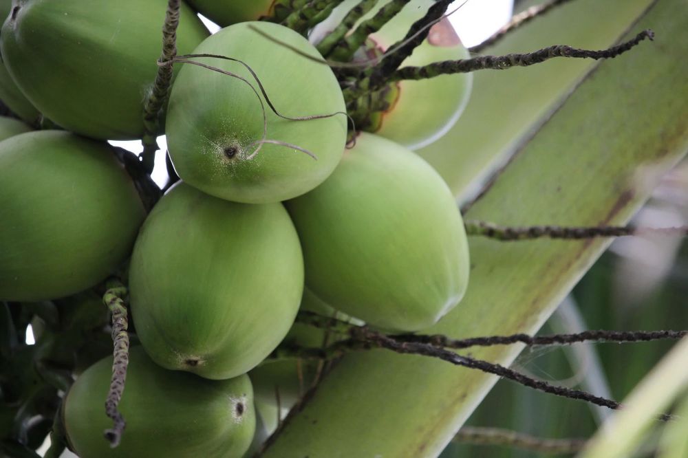 5 Penyakit Kronis Ini Langsung Ambyar Hanya dengan Rutin Minum Air Kelapa Muda