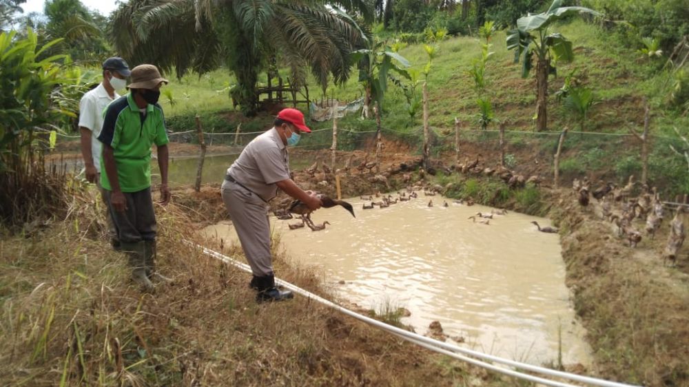 Asian Agri Berikan Bebek Petelur untuk Dukung Peningkatan Ekonomi Desa 