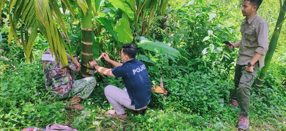 Diduga, Beruang Masuk ke Perkebunan Warga, BKSDA Jambi Pasang Kamera Trap