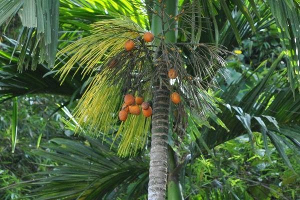 Loyo di Ranjang? Cobain Rebusan Akar Pinang, Pasti Ketagihan