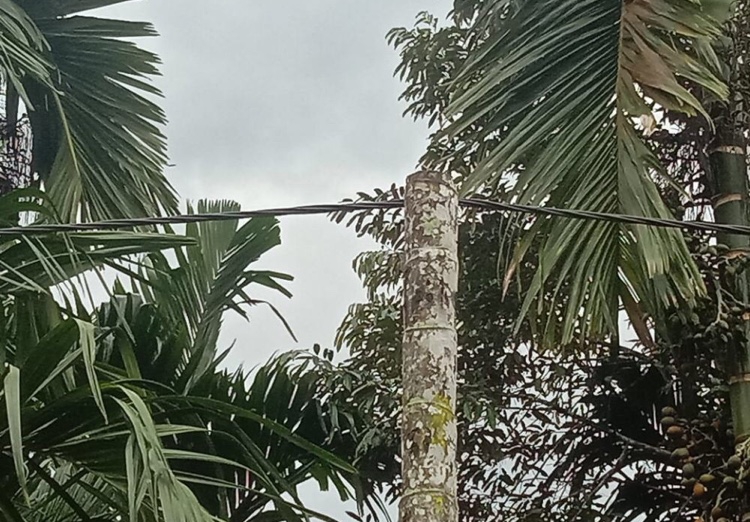 Di Sungai Terap Tanjabbar, Puluhan Batang Pinang Dijadikan Tiang Listrik