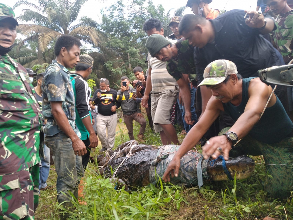 Tim BKSDA Kejar Evakuasi 30 Buaya dari Sungai Gelam