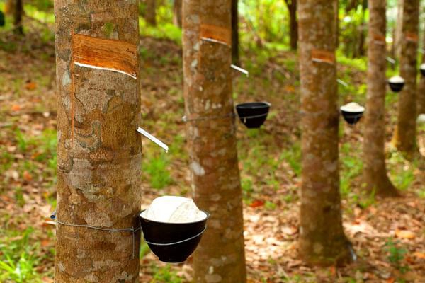 Alhamdulillah, Harga Jual Karet di Muaro Jambi Mulai Naik