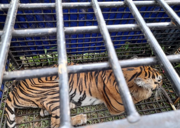 Akhirnya...Harimau yang Tewaskan Warga Desa Air Batu Berhasil Ditangkap Menggunakan Perangkap