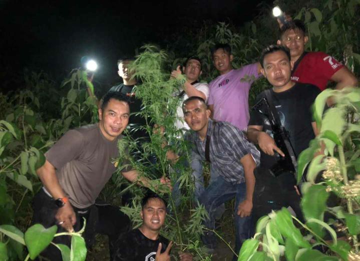 Dipimpin Langsung Kapolres, 1 Hektar Ladang Ganja Ditemukan di Sungai Penuh