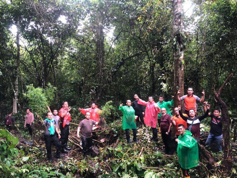 Lagi, Ladang Ganja Ditemukan di Kerinci