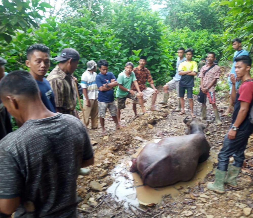 Lagi, Teror Harimau Terjadi  di Merangin