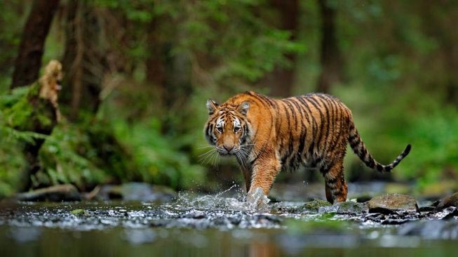 Saat Merumput, Warga Batangasai Diterkam Harimau