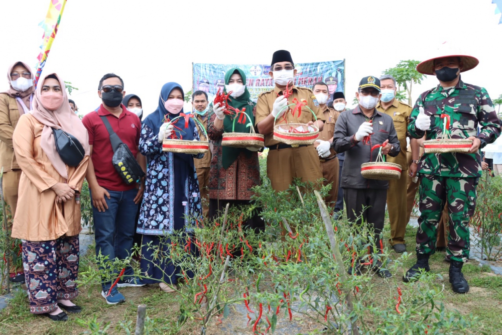 Bupati Tanjabbar Gelar Panen Raya Cabai Merah di Lubuk Terentang