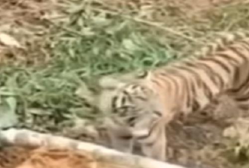 Viral,  Terusik Seekor Harimau Sumatera Diduga Berupaya Hadang Eskavator yang Hendak Buka Lahan Baru