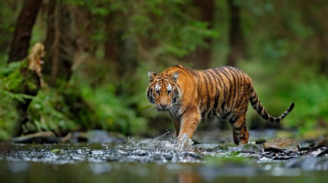 Harimau Masuk Pemukiman Warga di Kerinci, Hewan Ternak Warga Jadi Korban