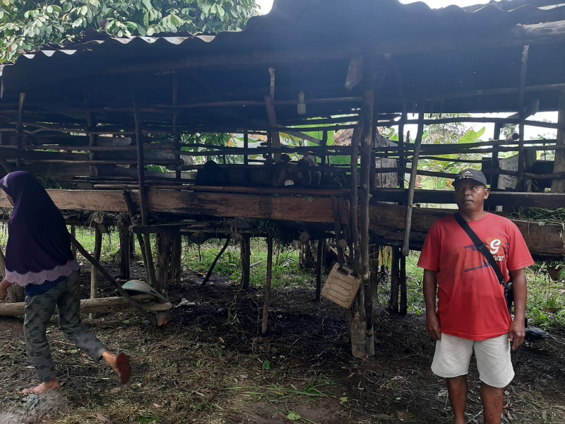  Di Muarojambi : 8 Ekor Kambing Warga Diembat Maling, Disembelih di Tempat, Isi Perut Ditinggalkan Pelaku