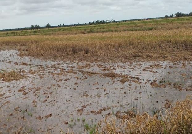 Ratusan Lahan Padi di Simpang Datuk Terendam Air