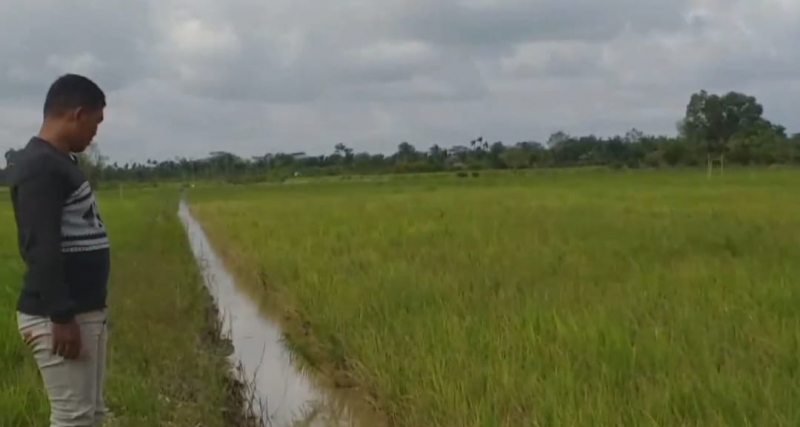 Petani Mengeluh, Tanaman Padi Menguning