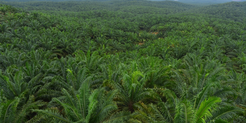 Tahun Ini 3 Ribu Hektare Lahan Sawit di Batanghari Direplanting