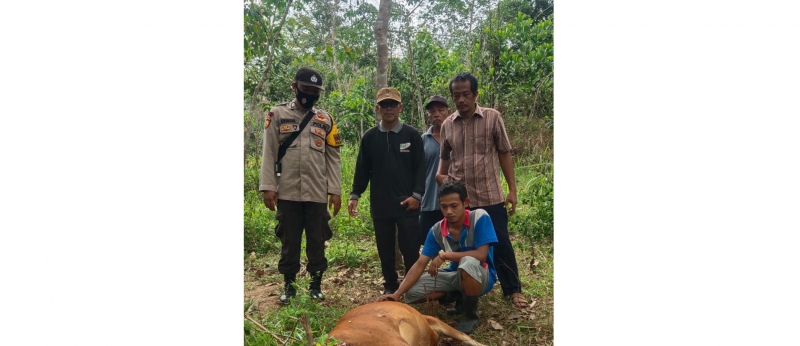 Harimau Kembali Teror Warga Batanghari,  Satu Ekor Sapi Warga Tewas