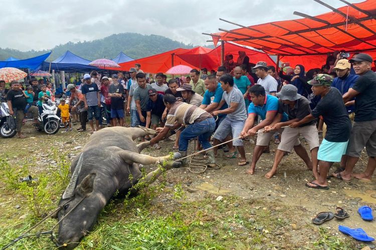 Bantaian Adat di Tabir, Ratusan Ekor Kerbau Dipotong, Berpotensi Pecahkan Rekor Muri