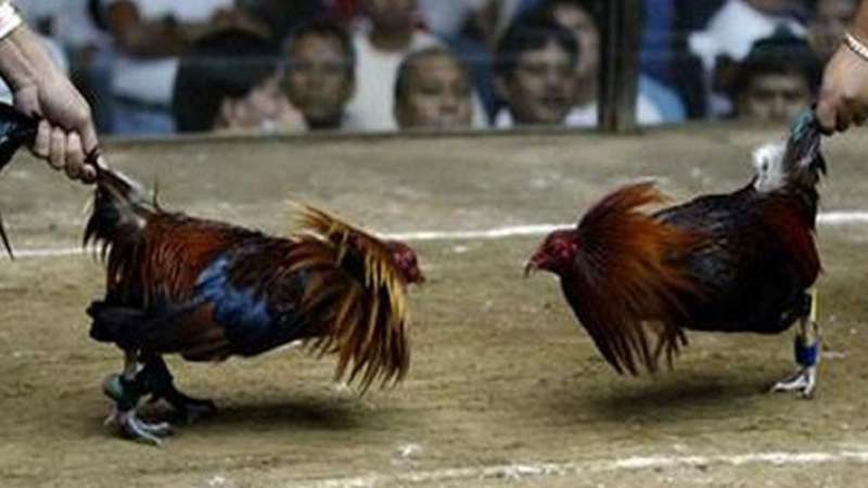 Sabung Ayam Berujung Maut, 19 Orang Tewas Dibantai Gengster