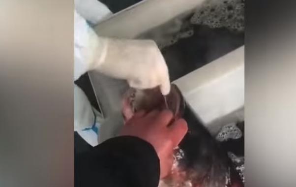 Video Viral!, Pekerja Medis di China Lakukan Tes Covid-19 Pada Ikan Hidup